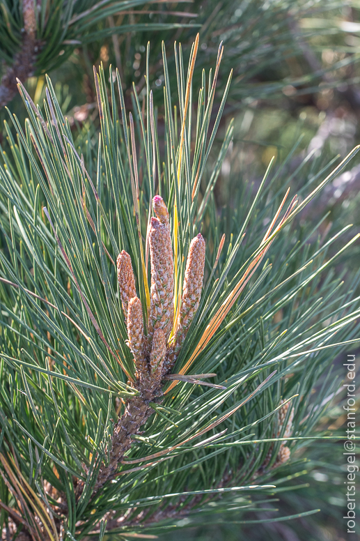 asilomar